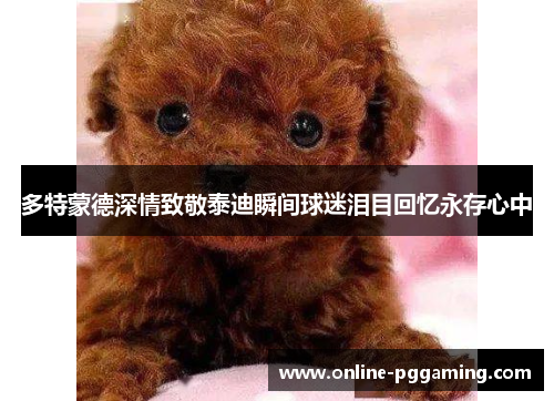 多特蒙德深情致敬泰迪瞬间球迷泪目回忆永存心中 多特蒙德深情致敬泰迪瞬间球迷泪目回忆永存心中